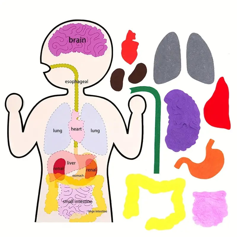 Learning Board Human Body Organ